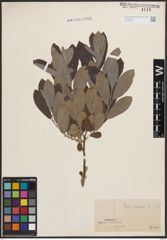 Foto von Salix cinerea L.
